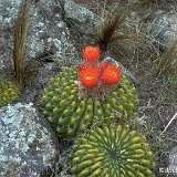 Lobivia bruchii (ex Soehrensia) v., Abra Tafi, Argentina.jpg